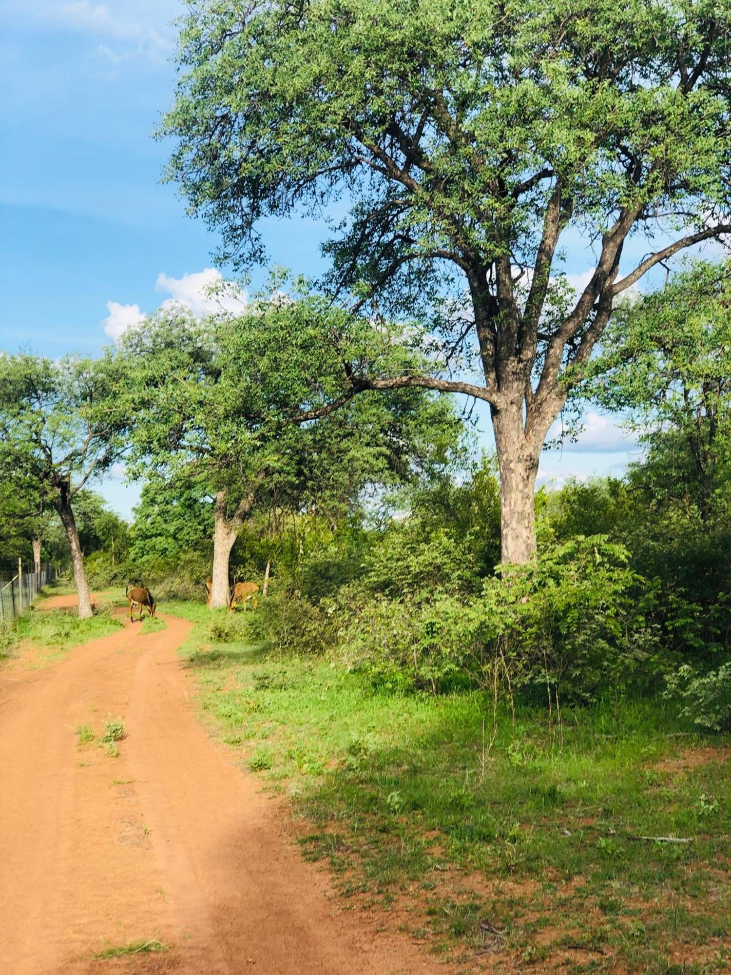Simba Safaris African Pride Exotic Lodge Lephalale Экстерьер фото