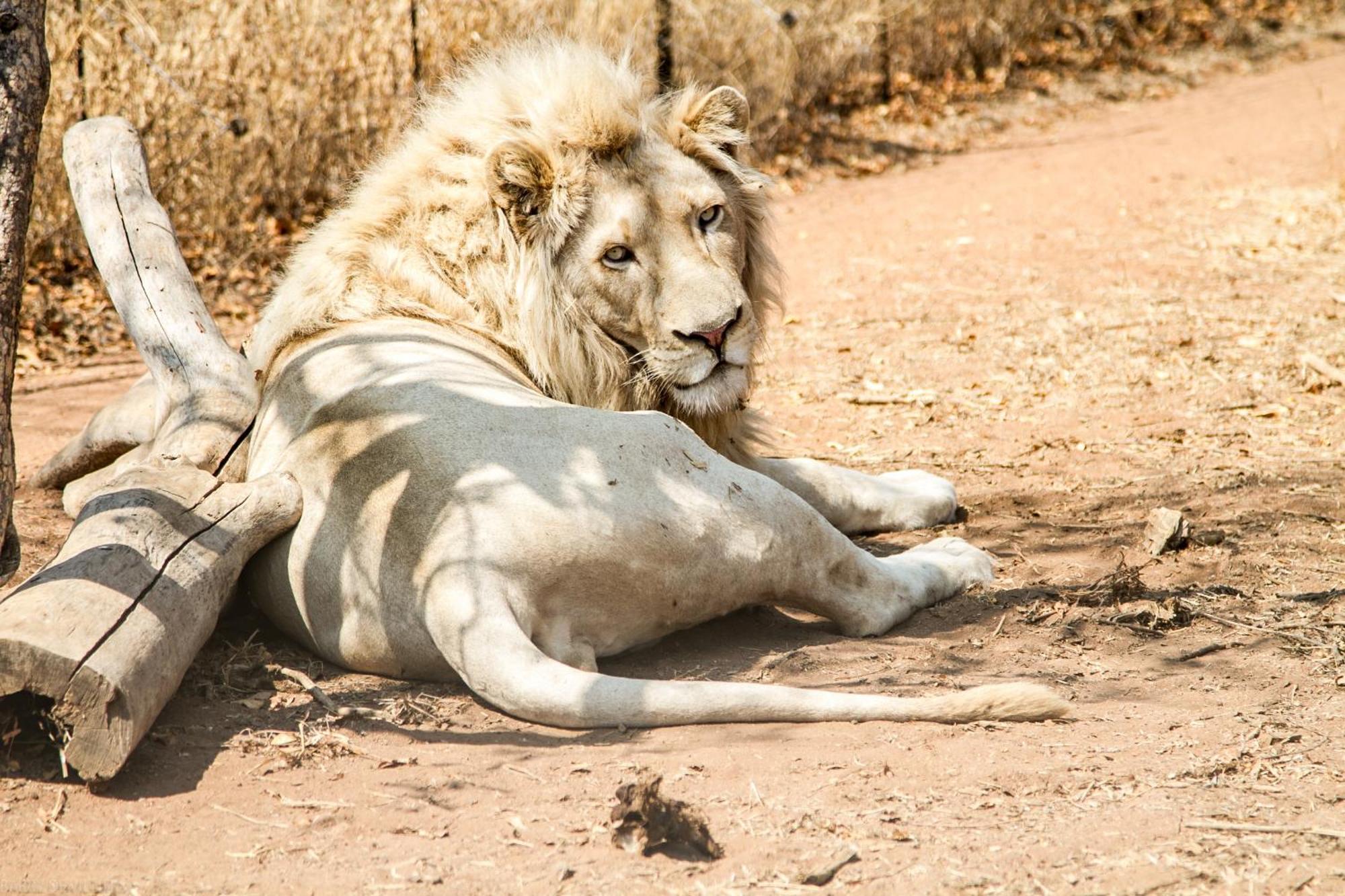 Simba Safaris African Pride Exotic Lodge Lephalale Экстерьер фото
