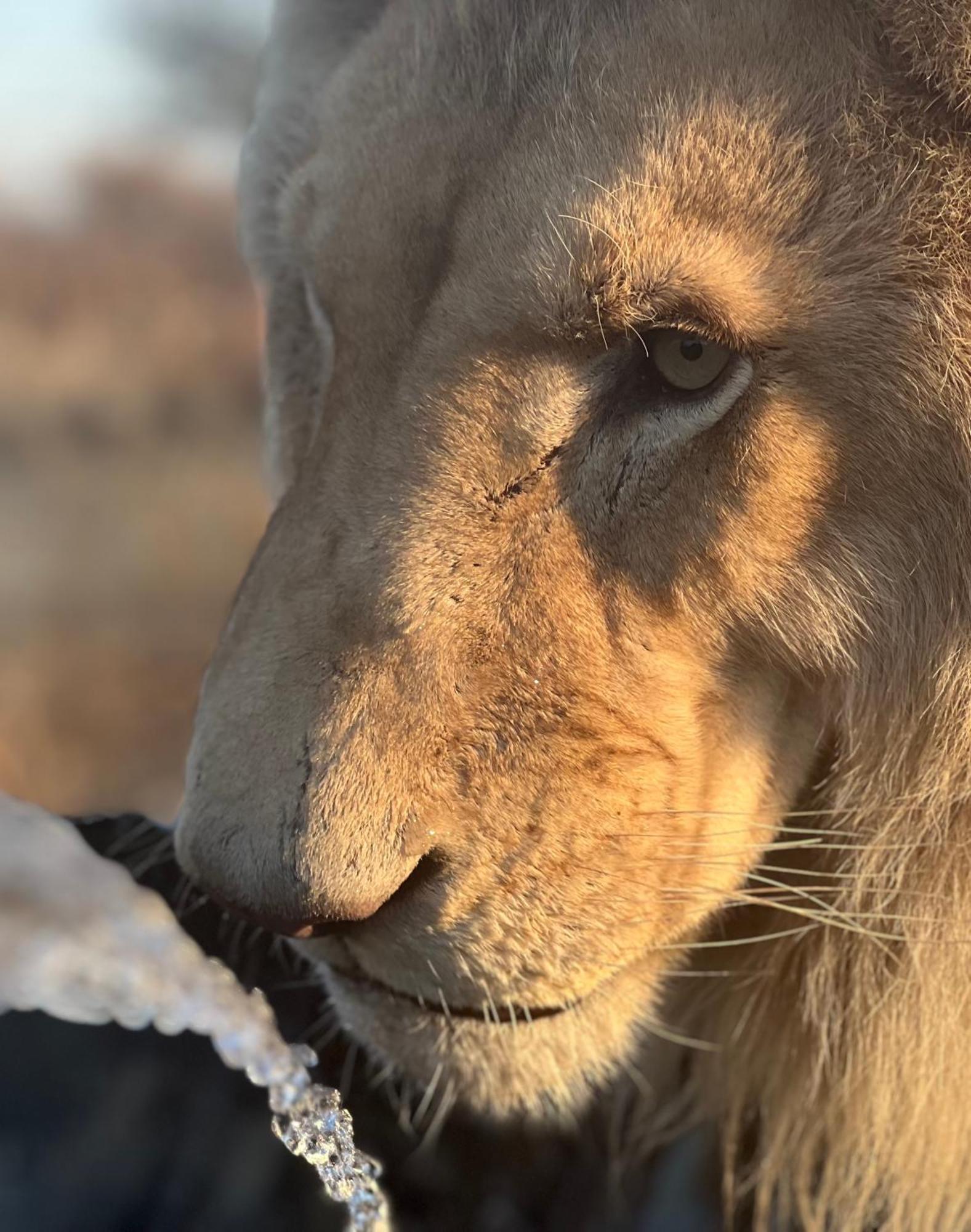 Simba Safaris African Pride Exotic Lodge Lephalale Экстерьер фото