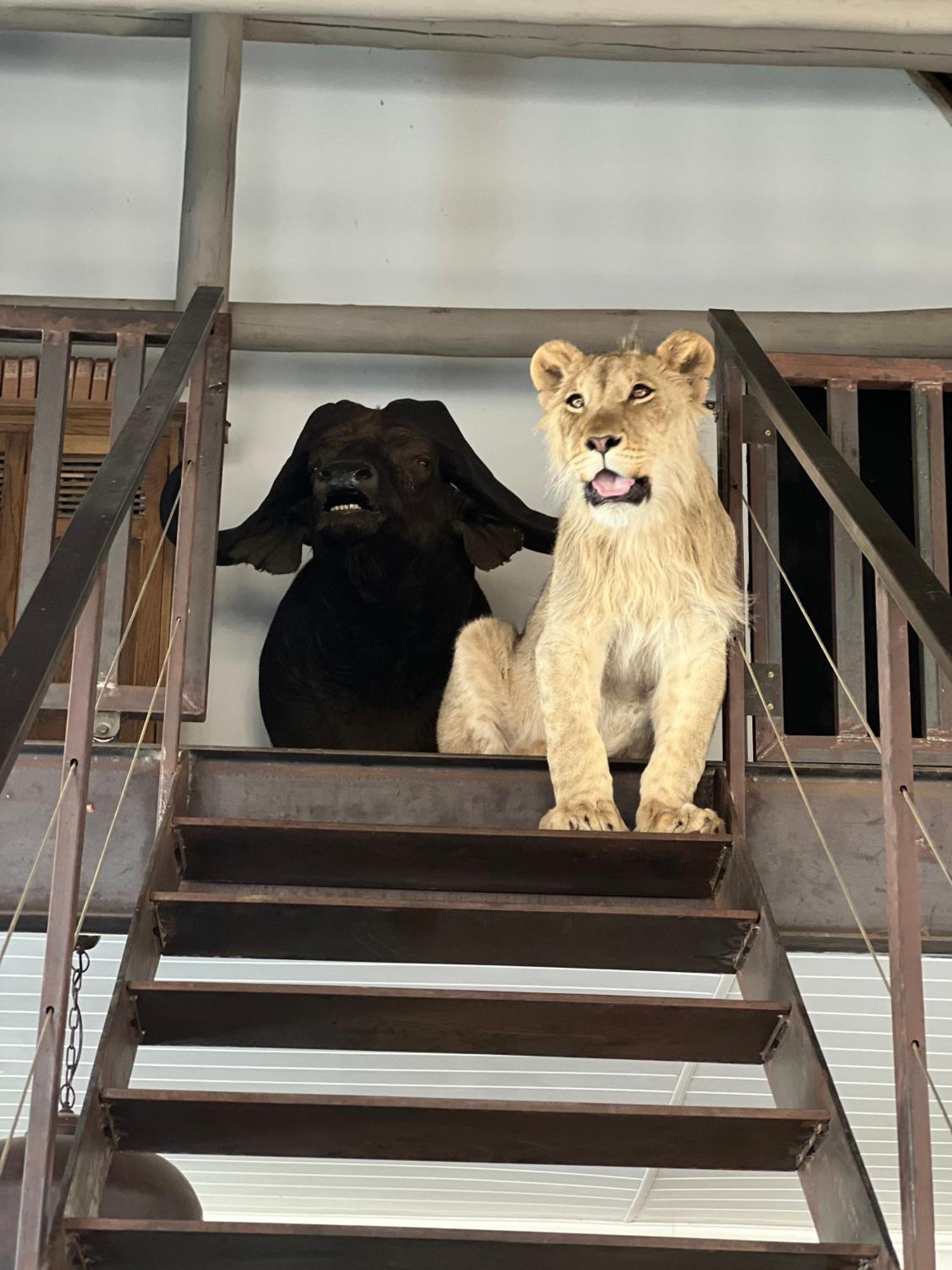 Simba Safaris African Pride Exotic Lodge Lephalale Экстерьер фото