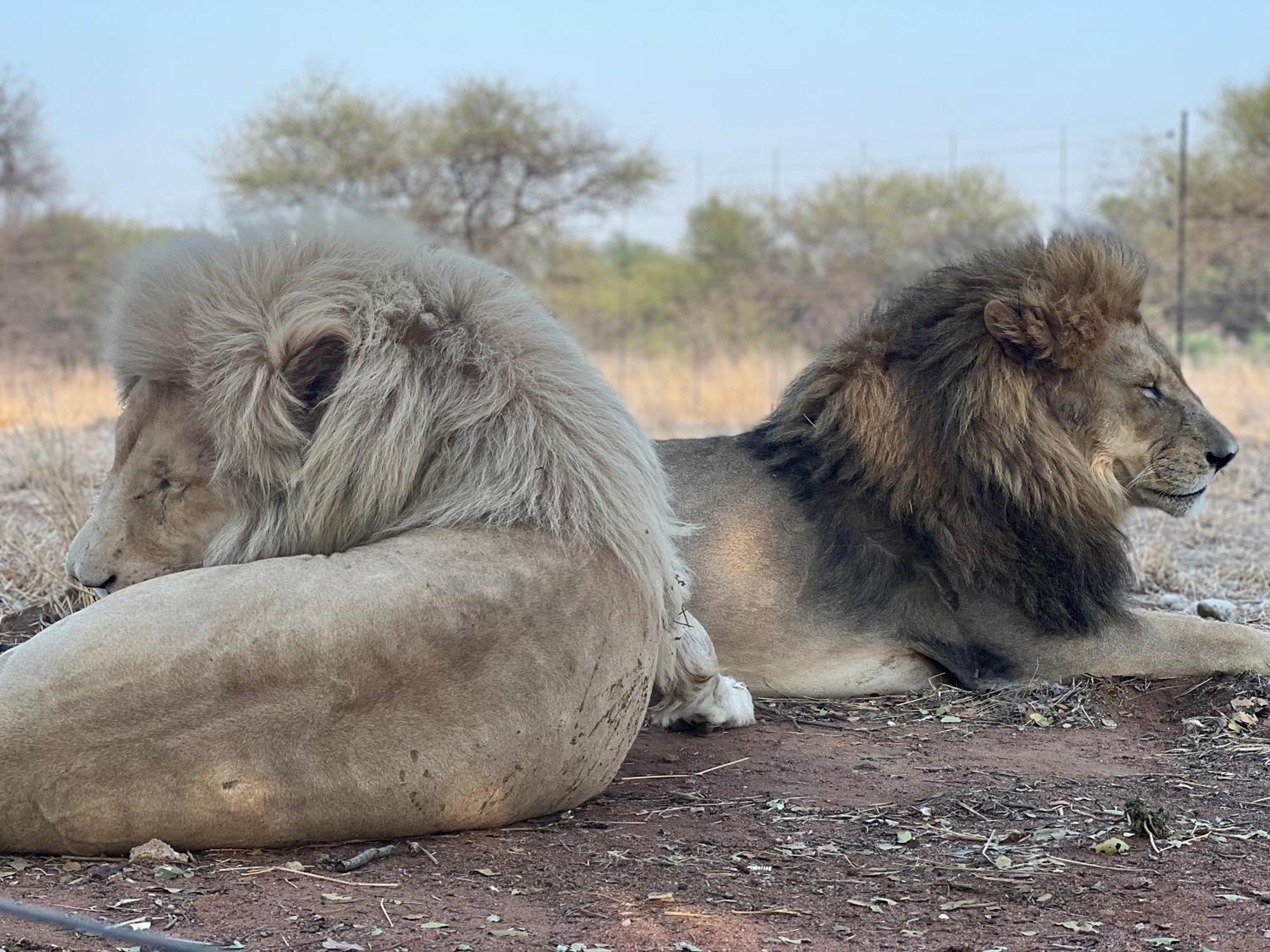 Simba Safaris African Pride Exotic Lodge Lephalale Экстерьер фото