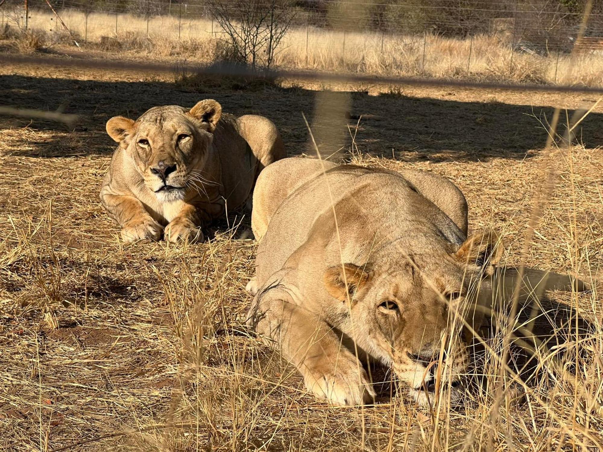 Simba Safaris African Pride Exotic Lodge Lephalale Экстерьер фото